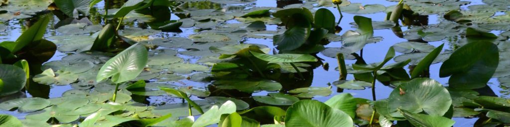 A Lily Pond